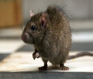 rat control service in chennai